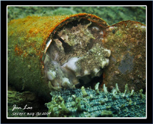 Crab Killer! Watch-> http://www.youtube.com/watch?v=H9rNj... by Jun Lao 